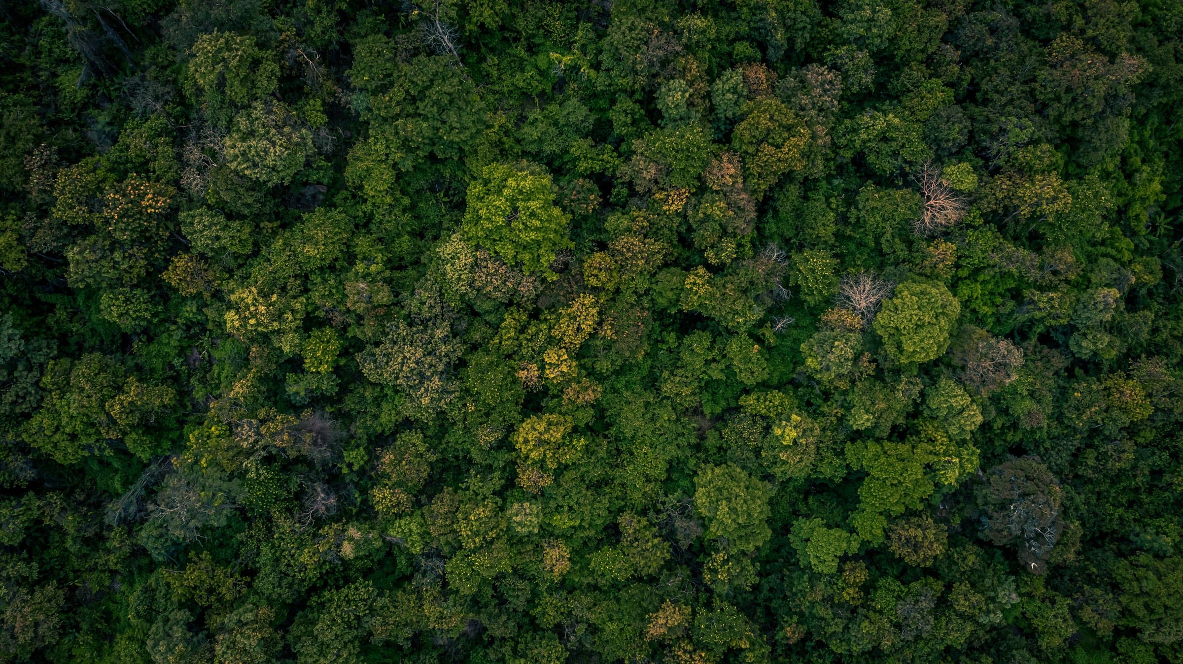 Forest Background