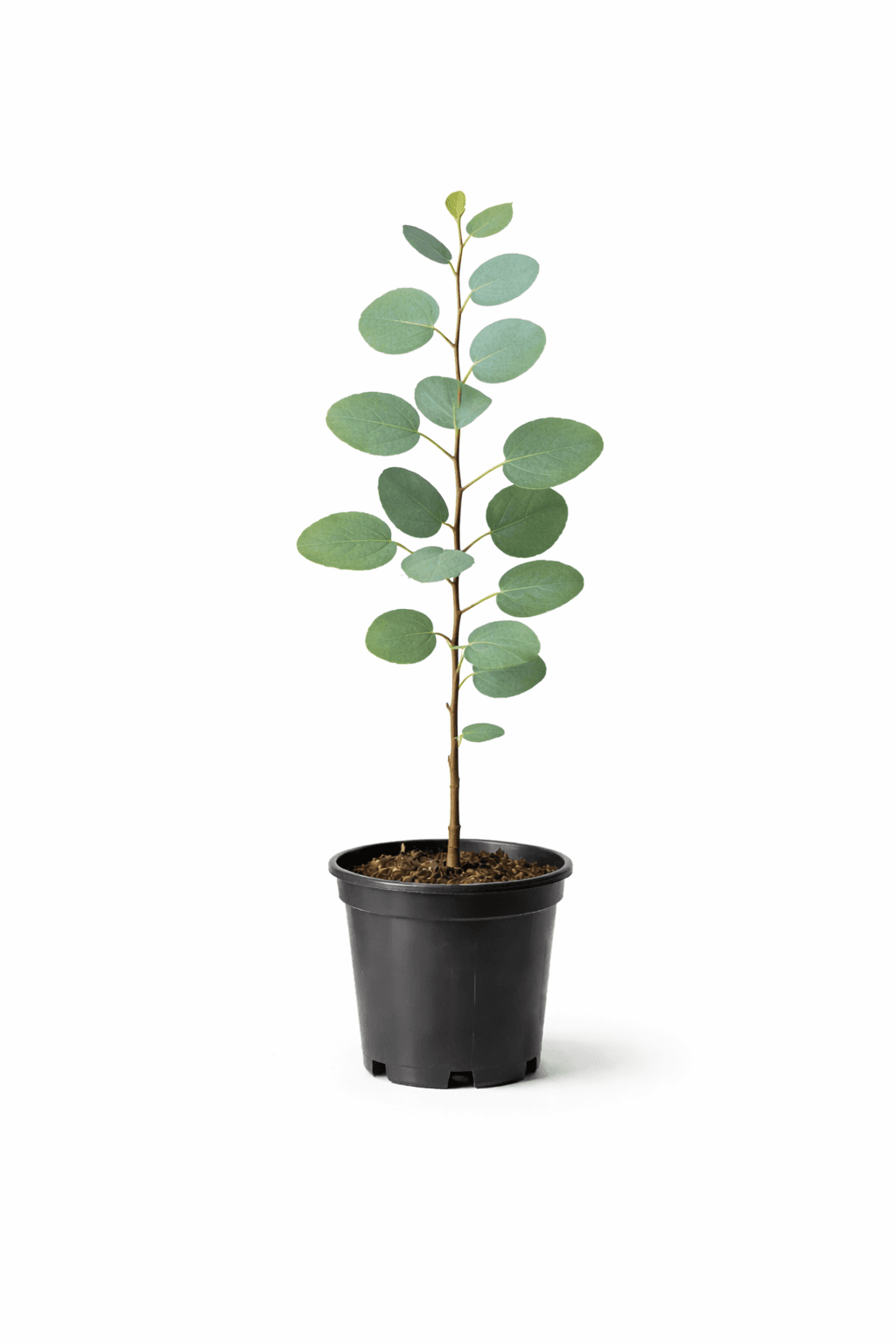 Plantín de Eucalipto + Cuidado hasta 4 años - Image 1