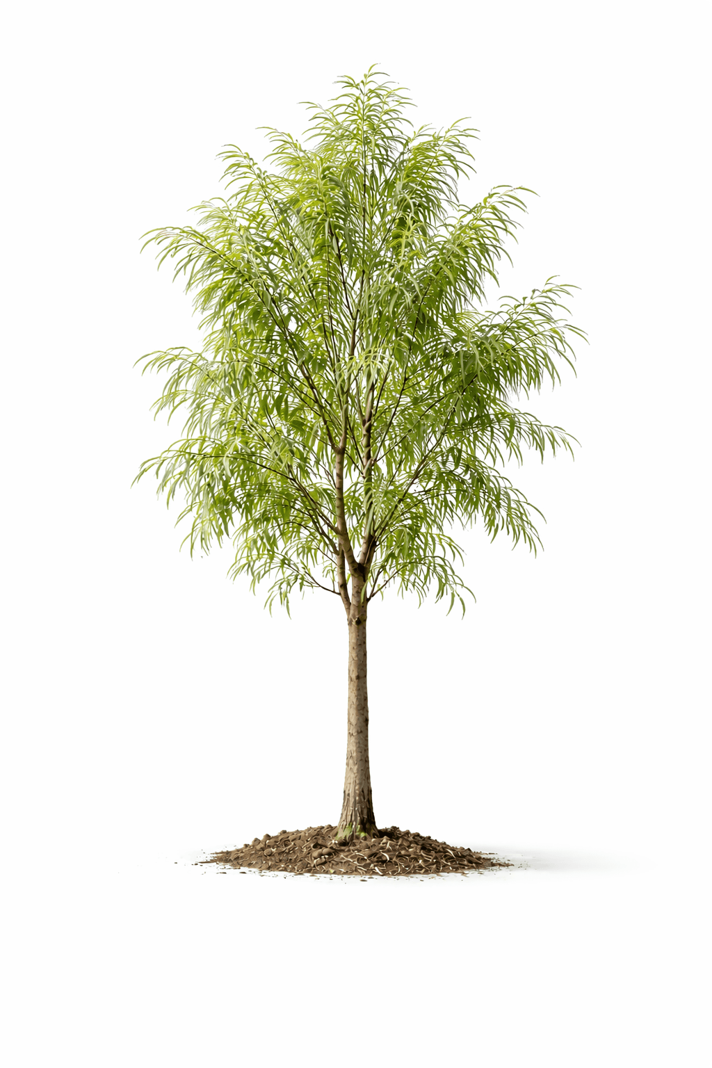 Árbol Álamo + Cuidado 14 años + Certificación C.U. - Image 1