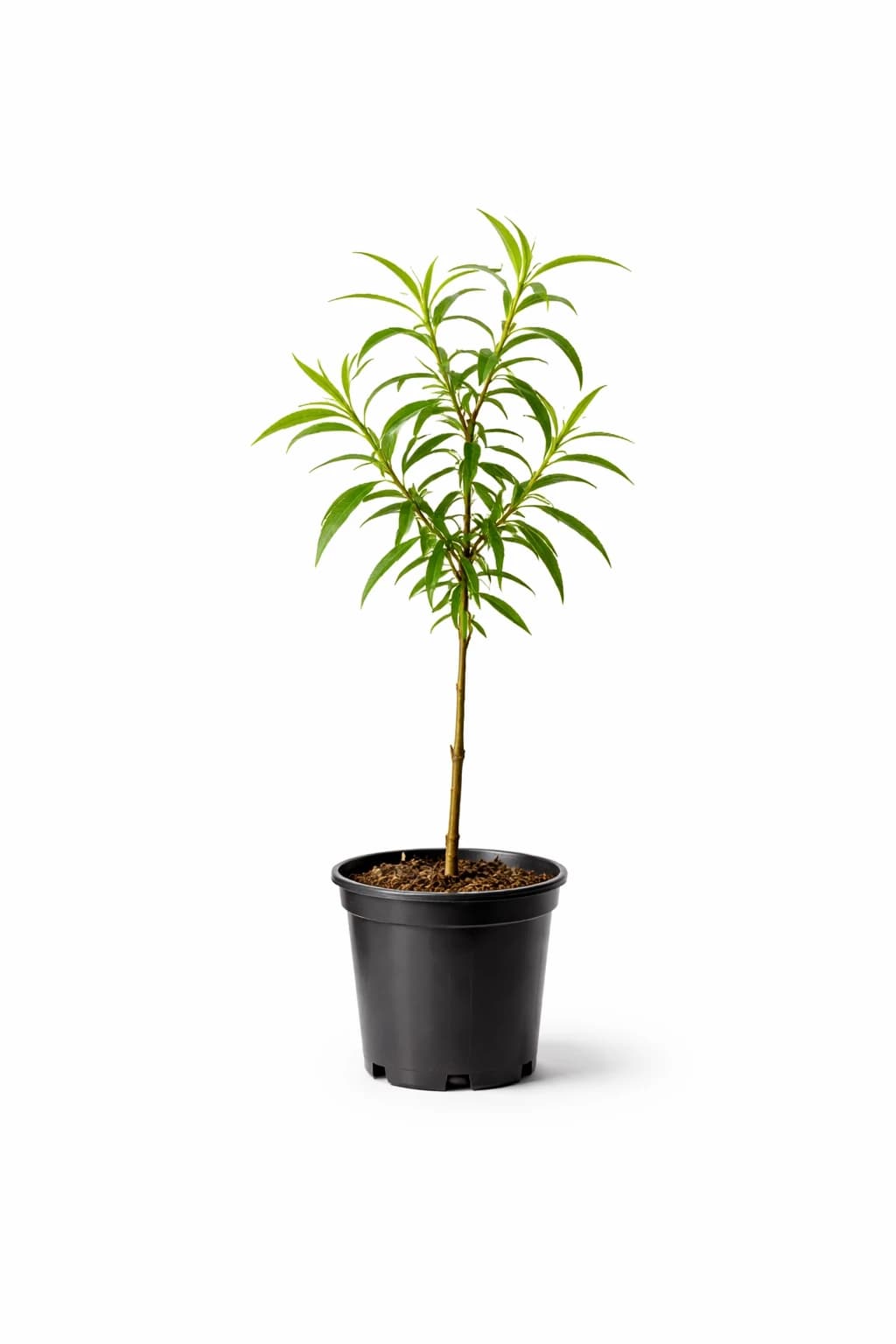 Plantín de Ceibo + Cuidado hasta 4 años - Image 1